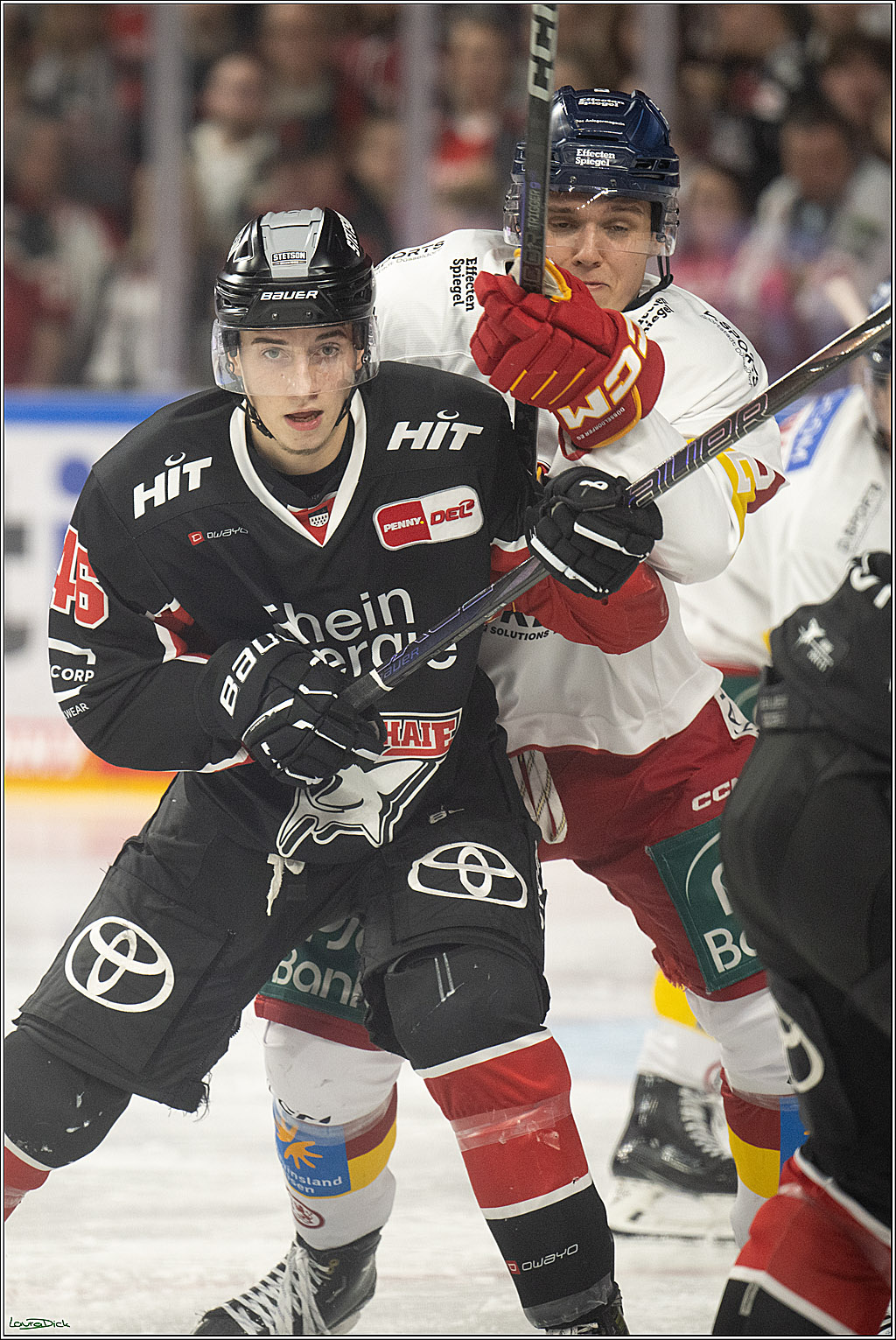 PENNY DEL; Koelner Haie-Duesseldorfer EG ; Koeln, 16.02.2025
